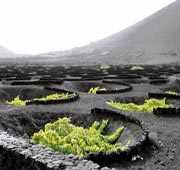  تاکستان انگور در جزیره آتشفشانی لانزاروت؛ سیاست زمین و زیبایی شناسی تپوس 